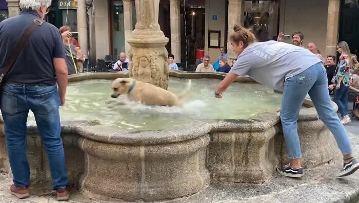A Dog Who Happily Played In The Fountain