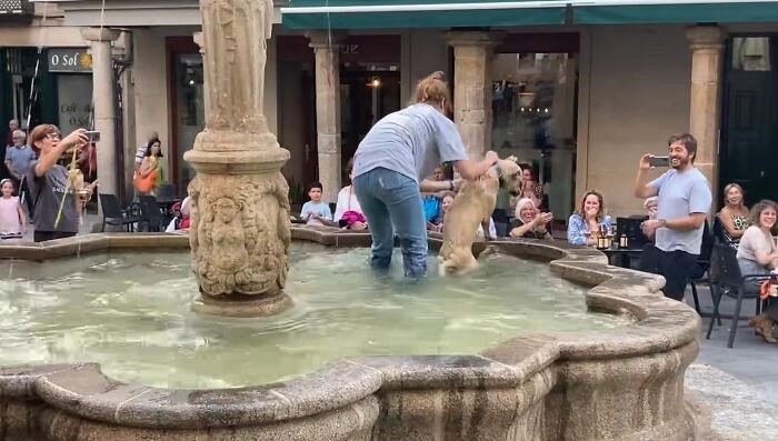 A Dog Who Happily Played In The Fountain