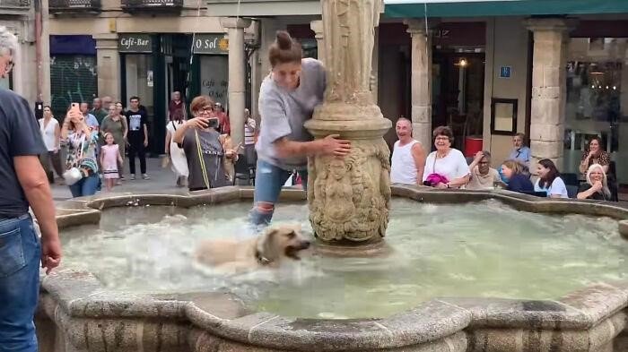 A Dog Who Happily Played